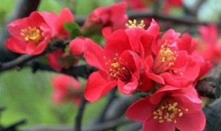 秋叶海棠花的养殖方法 怎样养秋海棠花