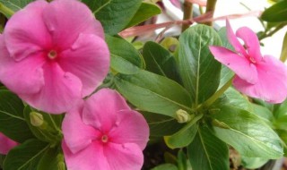 长春花播种时间 长春花秋季播种啥时候开花