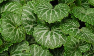 虎耳草的功效与作用及禁忌 虎耳草的用处