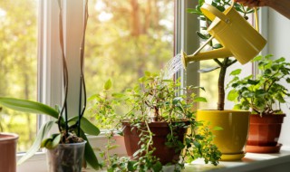 淘米水浇花稀释比例 淘米水按什么比例浇花