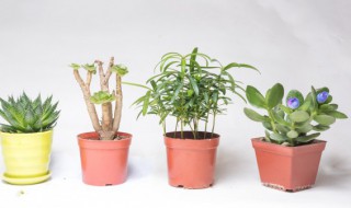 如何养富贵竹不会死（为什么冬天的富贵竹养养就会死掉）