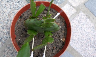 蟹爪兰嫁接后的养护管理（蟹爪兰嫁接后的养护管理方法）