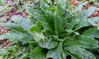 癞蛤蟆草的禁忌（癞蛤蟆草的禁忌是什么）