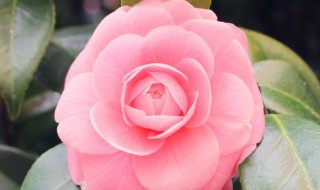 硫酸钾复合肥适用花卉（硫酸钾复合肥可以用于哪些花卉）