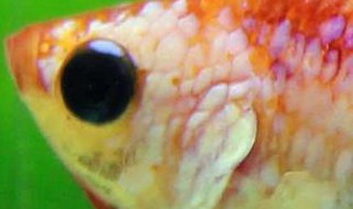 泰国斗鱼繁殖后代颜色 泰国斗鱼繁殖后代颜色变深