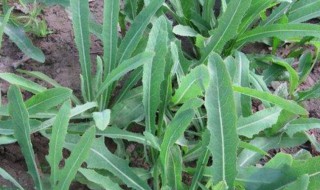 秋天吃苦菜好吗 秋天能吃苦菜吗