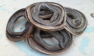 中药乌蛇的功效与作用 乌蛇的功效与作用