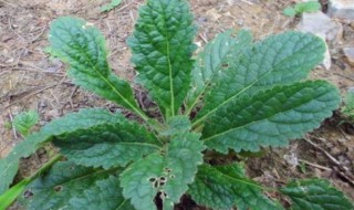 中药火秧竻叶的功效与作用(火秧竻功效作用图片)