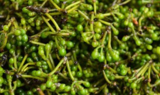 中药山胡椒的功效与作用 中药山胡椒的功效与作用是什么