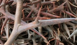 皂角刺泡酒的功效与作用 皂角刺泡酒的功效与作用及禁忌