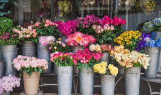 凌霄花的养殖方法冬天 凌霄花的养殖方法冬天怎么养