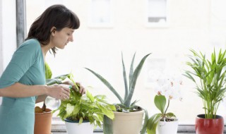 家庭盆栽花卉红千层（家庭盆栽花卉红千层怎么养）