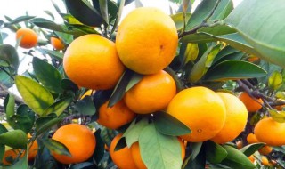桔子树什么时候修剪合适 桔子树什么时候修剪合适图片