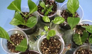 绣球花的扦插方法与圩插时间（春季绣球花的扦插方法）