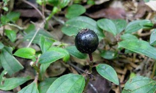 中药地念的功效与作用 草药地念有什么用途