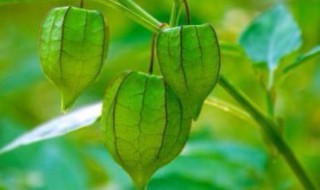 中药灯笼草的功效 中药灯笼草的功效与作用