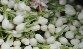 什么是茉莉白茶 茉莉白芽是什么茶