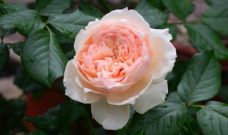 朱丽叶月季的优缺点（朱丽叶月季的优缺点是什么）