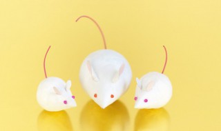 被老鼠咬出血了怎么办（被老鼠咬出血了怎么办不打针可以吗）