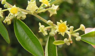 中药马甲子根的功效与作用 中药马甲子根的功效与作用及禁忌