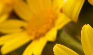 中药一扫光的功效与作用 一扫光是什么中药