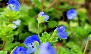 阿拉伯婆婆纳的功效与作用 阿拉伯婆婆纳的药用价值