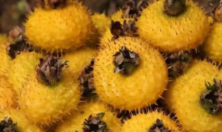 刺梨酵素的功效和作用（刺梨酵素的功效和作用及禁忌）