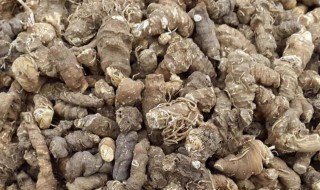 中药蚤休的功效与作用（蚤休是什么中药）