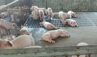 国家对于养殖户的政策 国家对于养殖户的政策文件