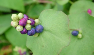 蛇倒退的功效和作用（蛇倒退的功效和作用皮肤抑菌膏）