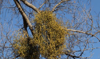 中药白杨树的功效与作用 白杨树叶的功效与作用