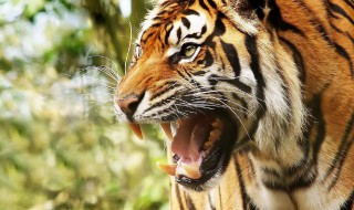 中药虎胆的功效与作用（中药虎胆的功效与作用图片）