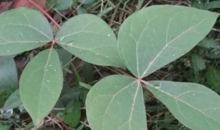 追风藤的功效与作用 追风藤的功效与作用图片