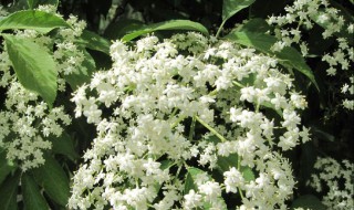 中药接骨木花的功效与作用 中药接骨木花的功效与作用