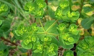 奶浆草的功效与作用（奶浆草的功效与作用图片白色花）