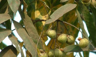 苦子果的功效和作用 苦子果的副作用