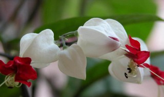 龙吐珠的功效与作用 龙吐珠的功效与作用图片