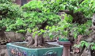 盆景榕树的风水禁忌（榕树盆景风水摆放讲究）