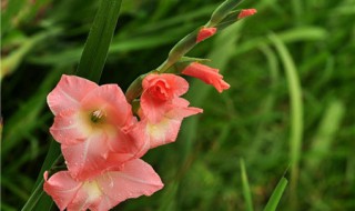 唐菖蒲的功效与作用 唐菖蒲的功效与作用图片