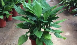 紫背万年青的风水作用 紫背万年青有几种