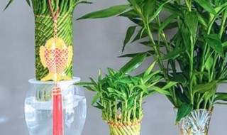 富贵竹水养技巧盆栽 富贵竹水养技巧盆栽视频