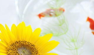 戈雅鱼的营养与禁忌 戈雅鱼的营养价值及功效