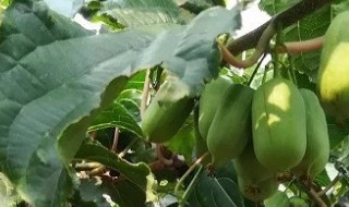 软枣猕猴桃种植技术管理（软枣猕猴桃的种植管理）