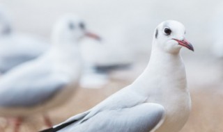 散养鸽子养殖技术 散养鸽子养殖技术培训