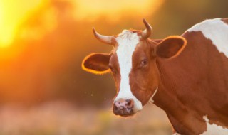 如何养殖奶牛（如何养殖奶牛羊）