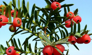 红豆杉怎么养能结果（红豆杉怎么养才能结果）