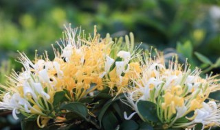 金银花怎么种植好 金银花怎样种植?