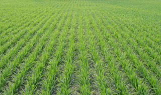 麦子怎么种（麦子怎么种植）