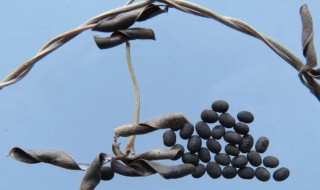 中药野大豆的功效与作用（中药野大豆的功效与作用及禁忌）