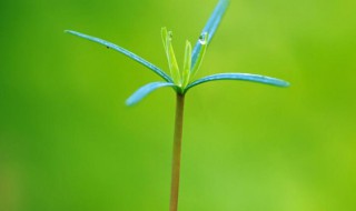 嫩芽适合发朋友圈的优美句子（关于嫩芽的唯美句子）